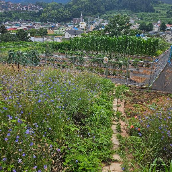 교내 텃밭